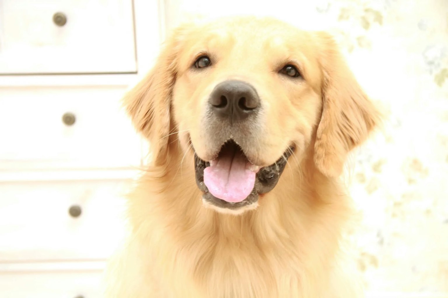 ゴールデンレトリバーの毛色の種類と被毛のケア方法について紹介します | ペットショップ 犬の家&猫の里 | 子犬だけでなく子猫の情報もたくさん