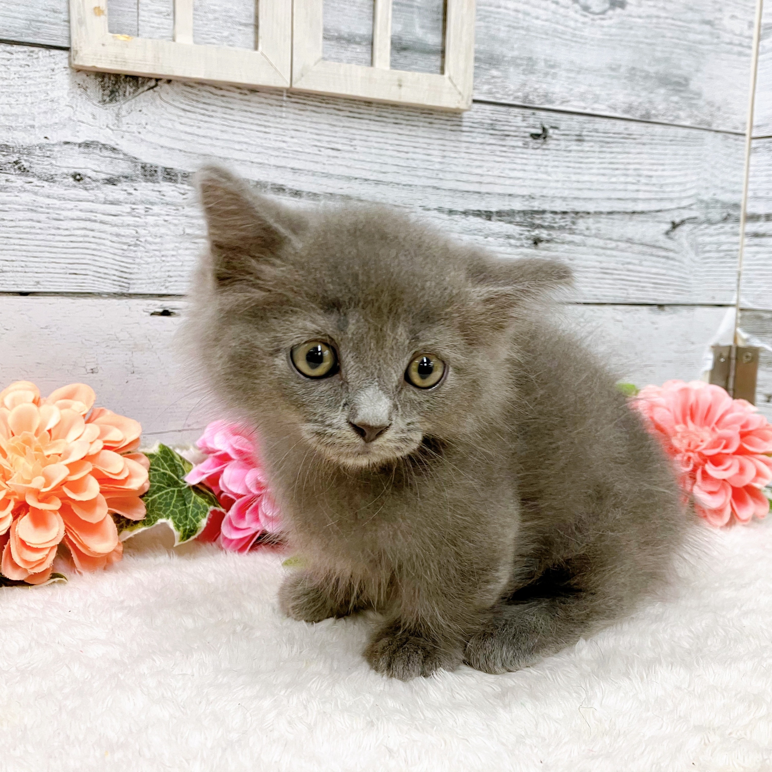 最近、うーちゃん太りました😭😭 犬の家 ペットショップ おこばた店