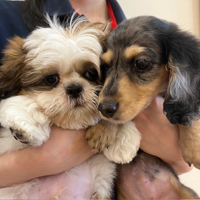 💙新しく仲間入りのダックスちゃんとシーズーくん💙 ペットショップ犬