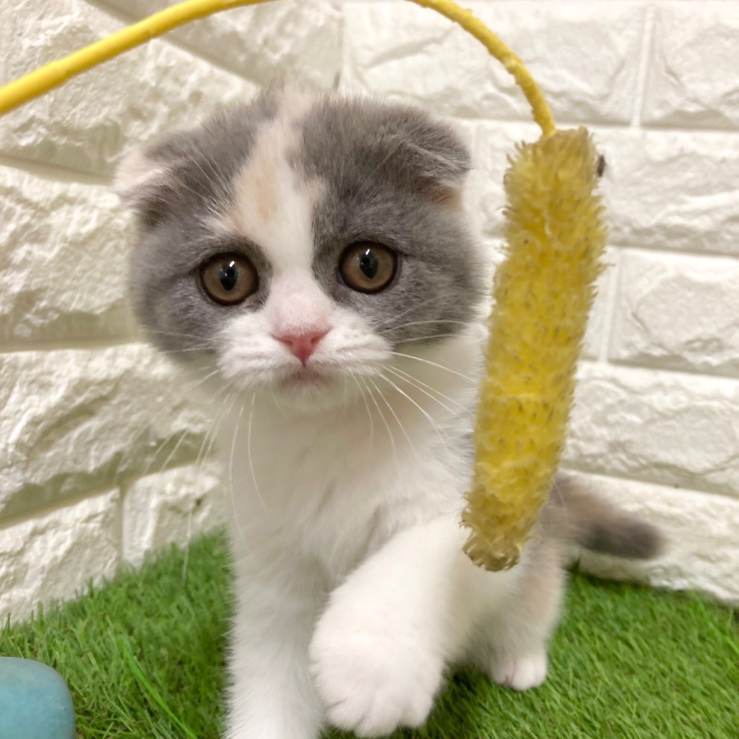 激レア！！フォールデックスちゃん😍😲😸ペットショップ犬の家＆猫の里