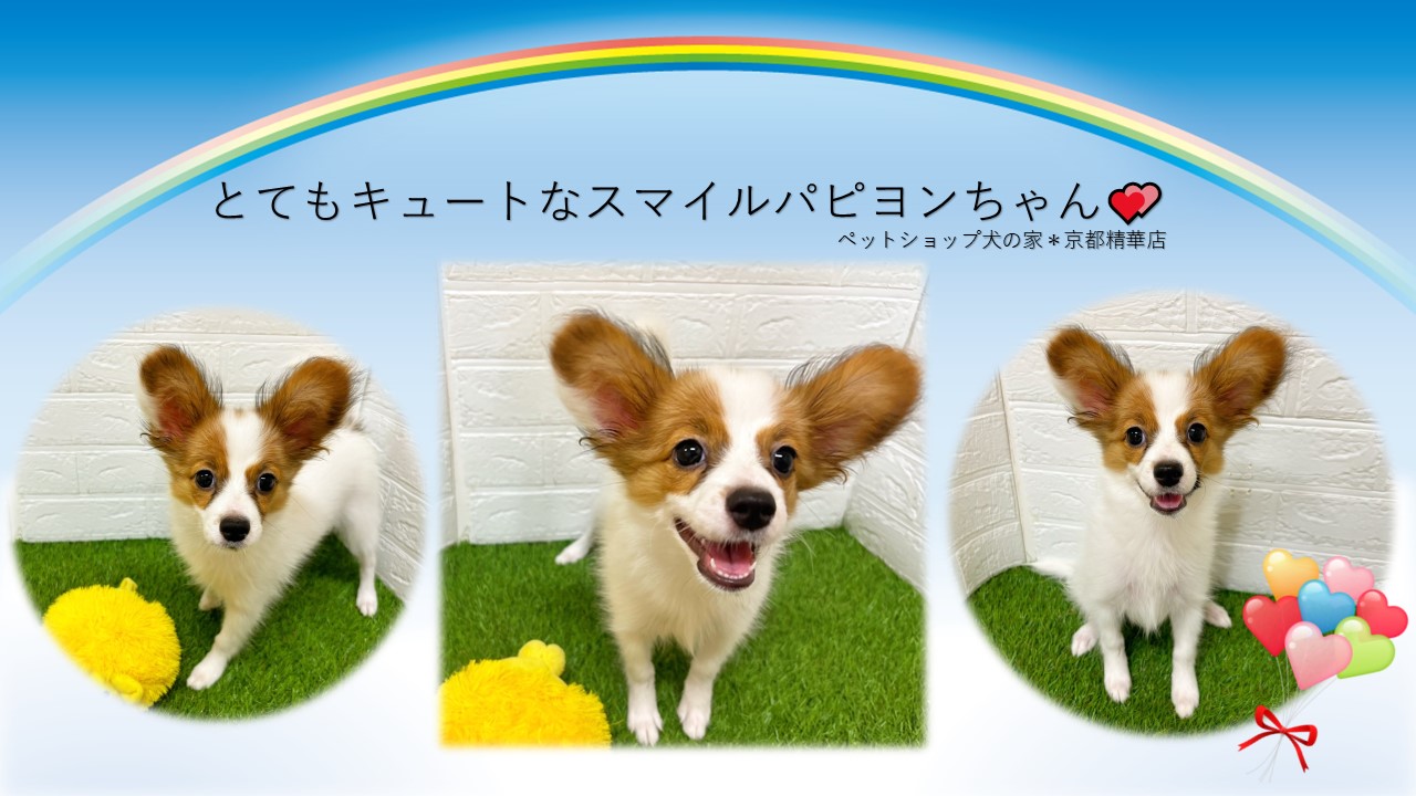 明るくスマイル！パピヨンちゃん(^^♪ペットショップ犬の家京都精華店