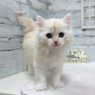 とってもフワフワな猫ちゃんがやってきました✨🐱 ペットショップ 犬の