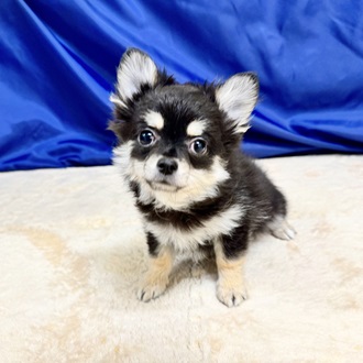 🌟推しのチワワちゃん紹介🌟【ペットショップ犬の家＆猫の里一宮