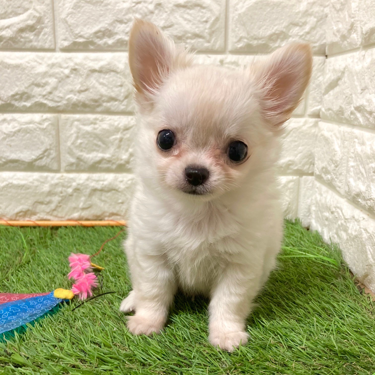 マイペースのチワワくん🥱🐶🤭ペットショップ犬の家＆猫の里そよら東