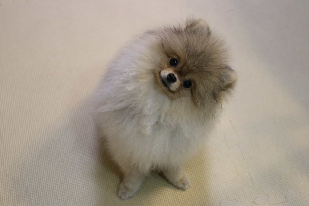 ポメラニアンのたぬき顔の選び方とは？きつね顔との違いや特徴について紹介 | ペットショップ 犬の家&猫の里 | 子犬だけでなく子猫の情報もたくさん