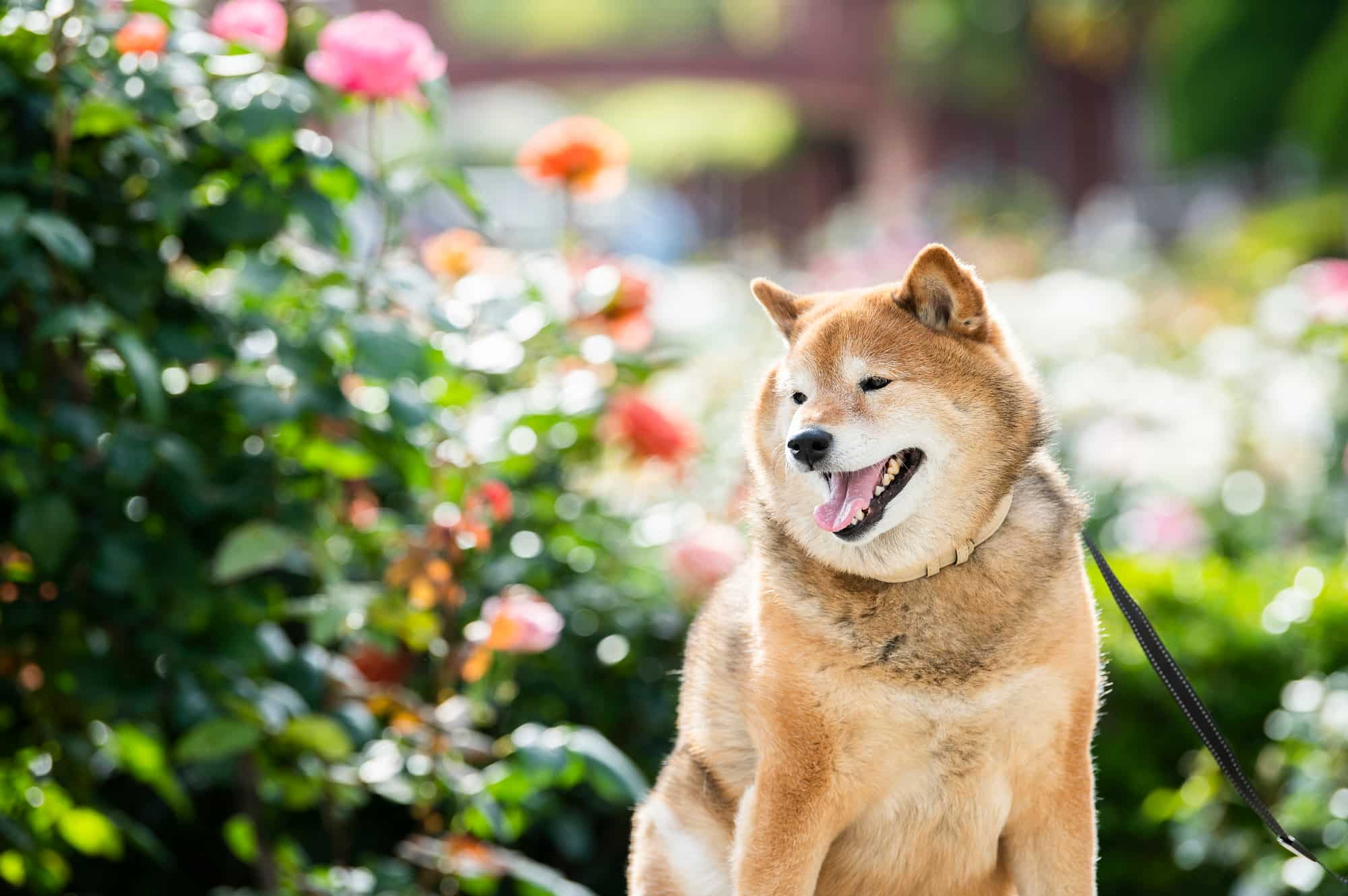 ペット コレクション 花 食べる