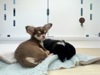 🌟推しのチワワちゃん紹介🌟【ペットショップ犬の家＆猫の里一宮
