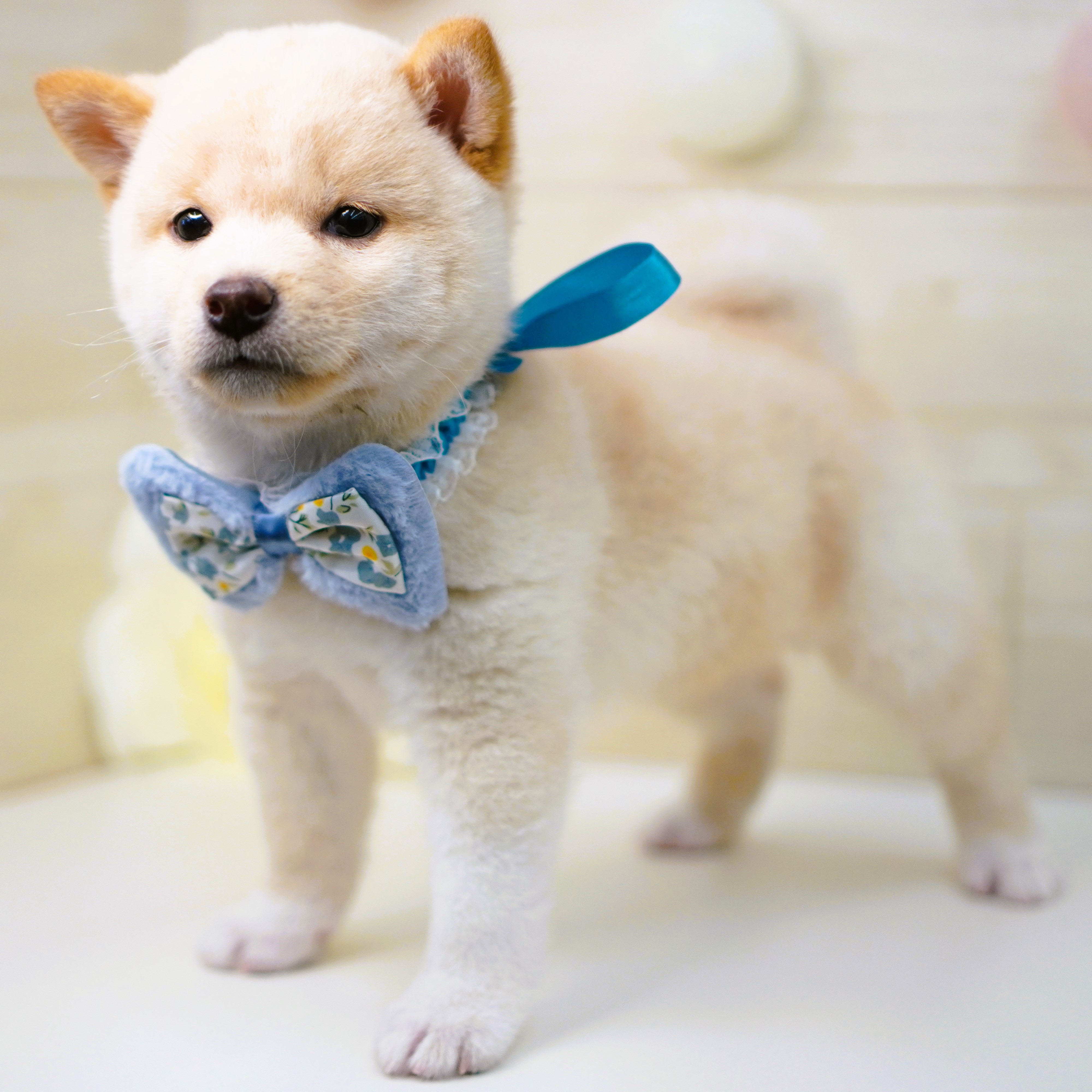 今週の子犬ちゃん紹介🐕️ | ペットショップ 犬の家&猫の里 | 子犬だけ