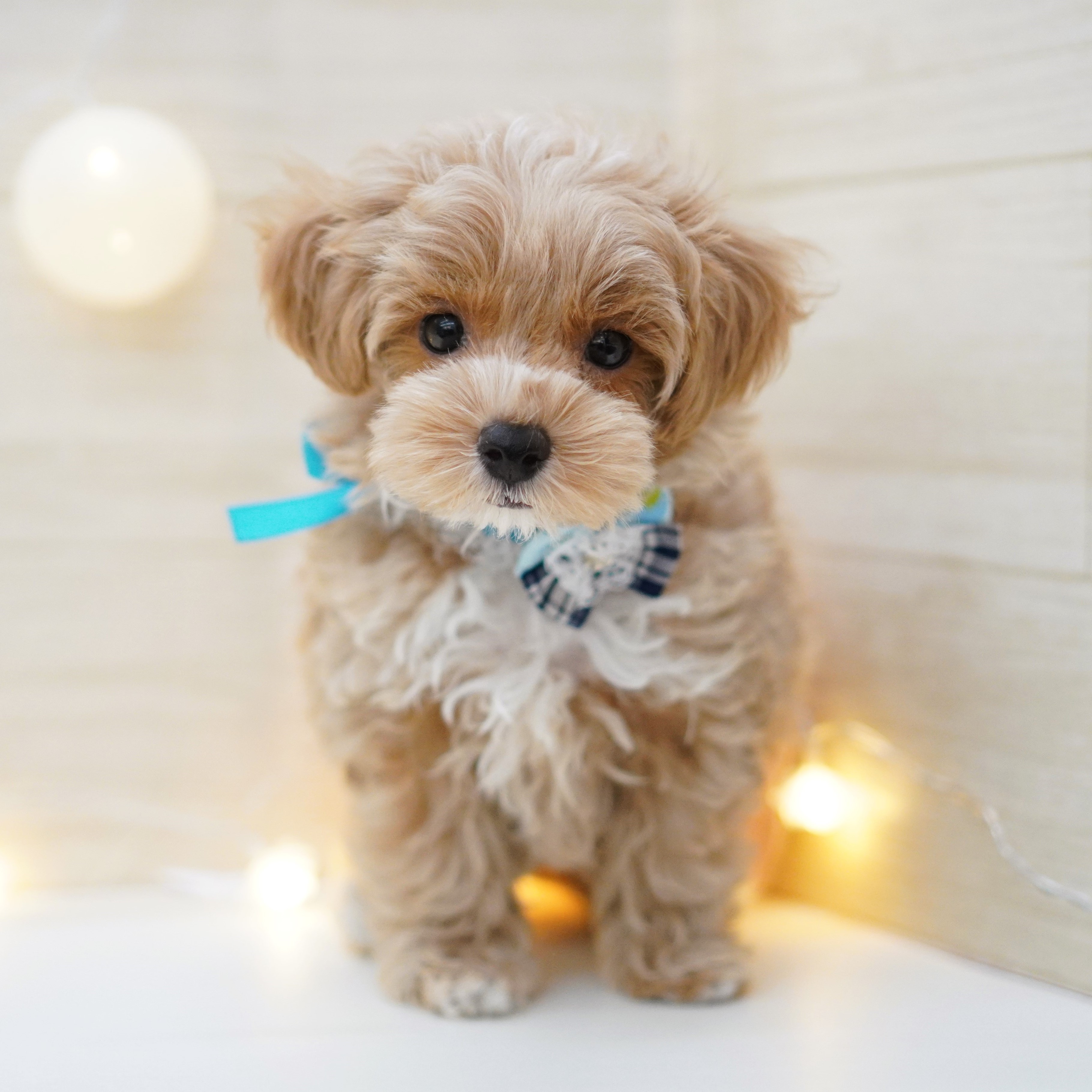 子犬ちゃんのご紹介 | ペットショップ 犬の家&猫の里 | 子犬だけ 子犬ちゃんのご紹介 | ペットショップ 犬の家&猫の里 | 子犬だけ