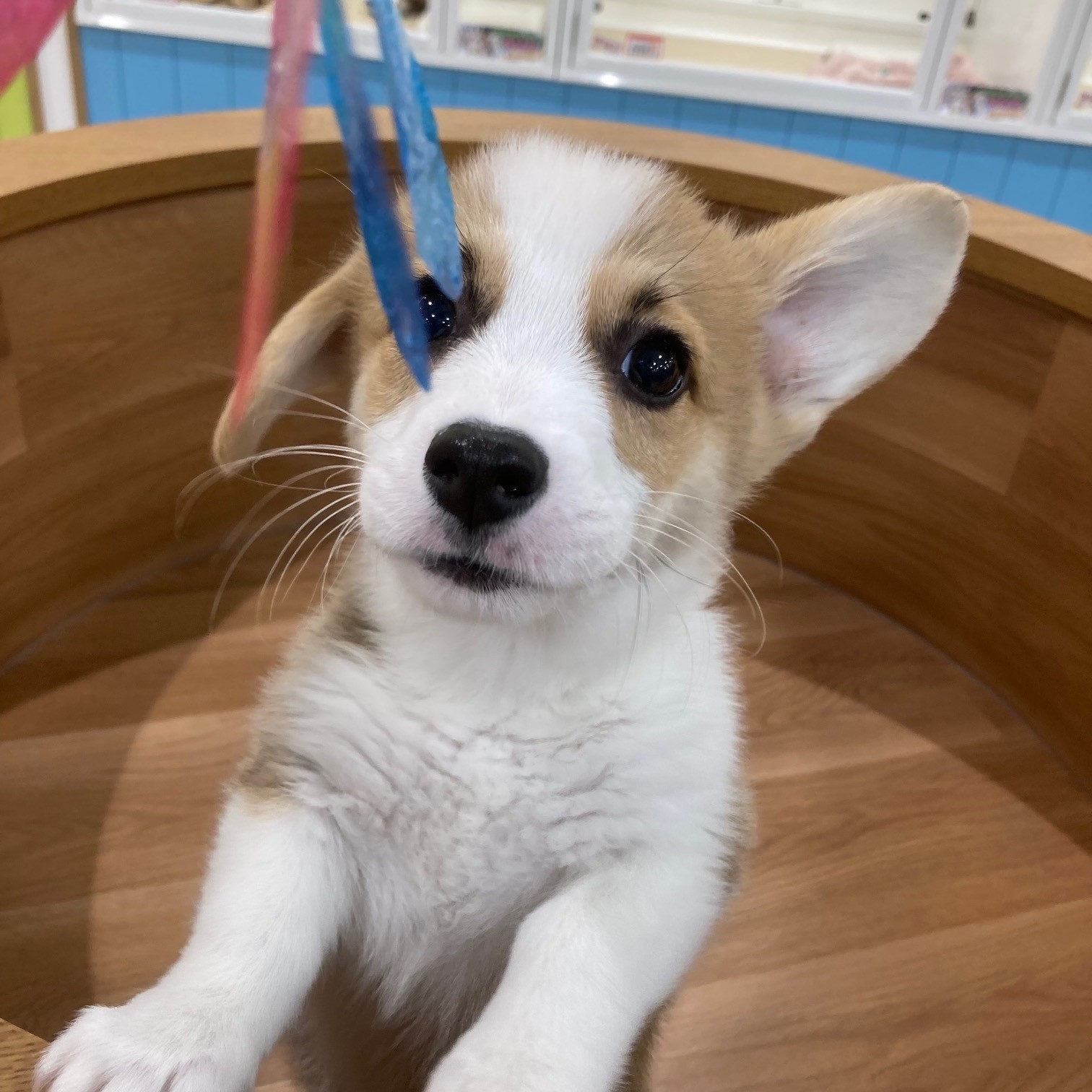 片耳コーギーくん✨👂🏻🐶ペットショップ犬の家＆猫の里そよら東岸和田