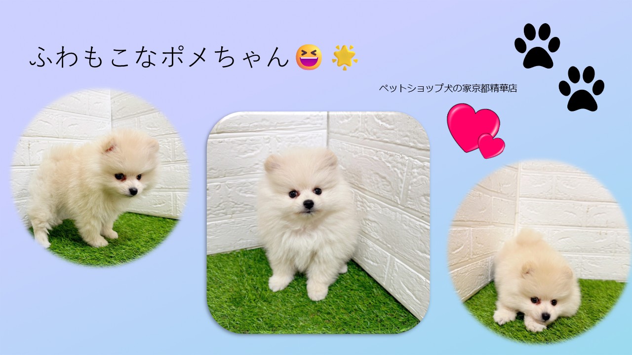 ふわふわもこもこなポメちゃん(^^♪ペットショップ犬の家＊京都精華店