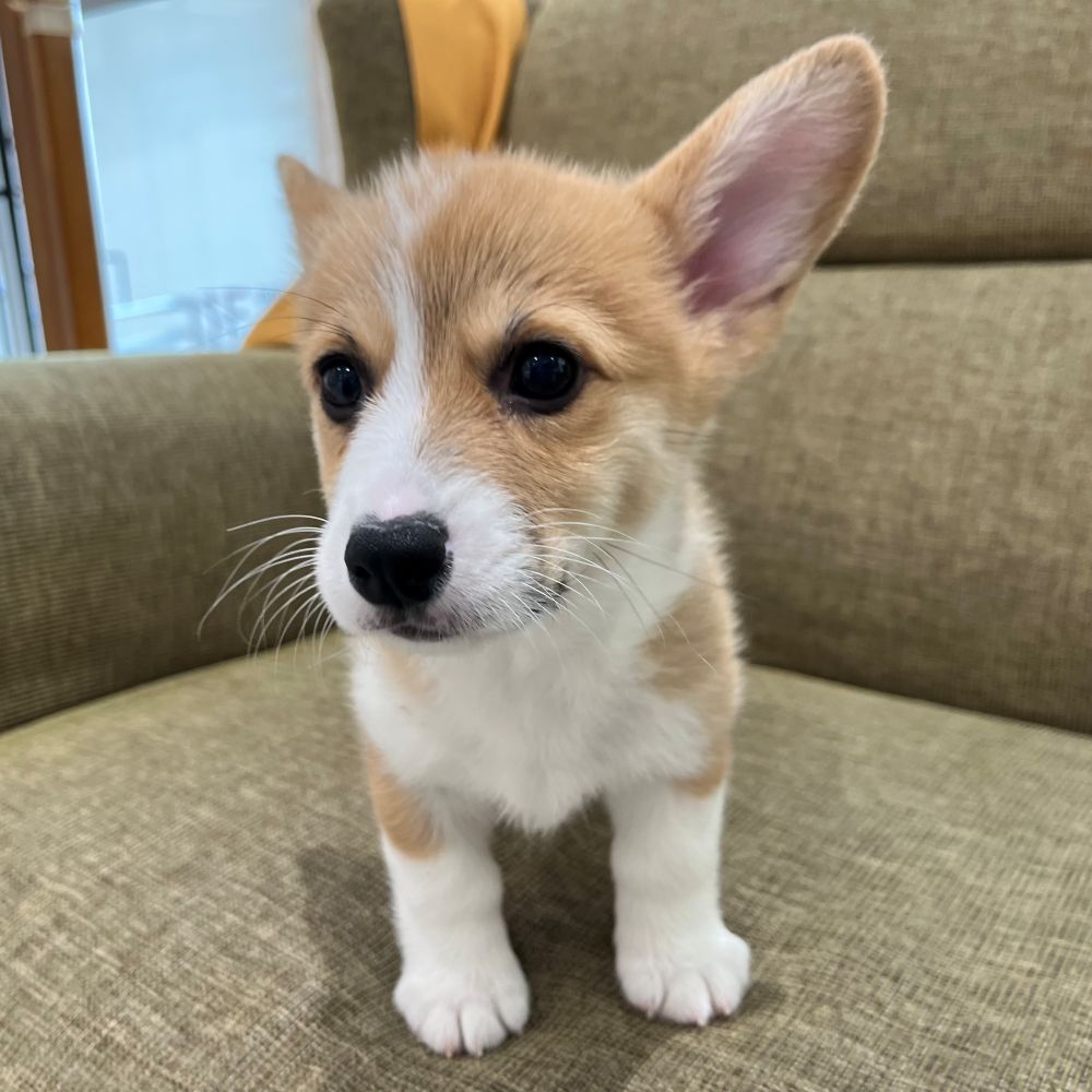 甘えん坊な短足わんこコーギーちゃん🍞ペットショップ犬の家猫の
