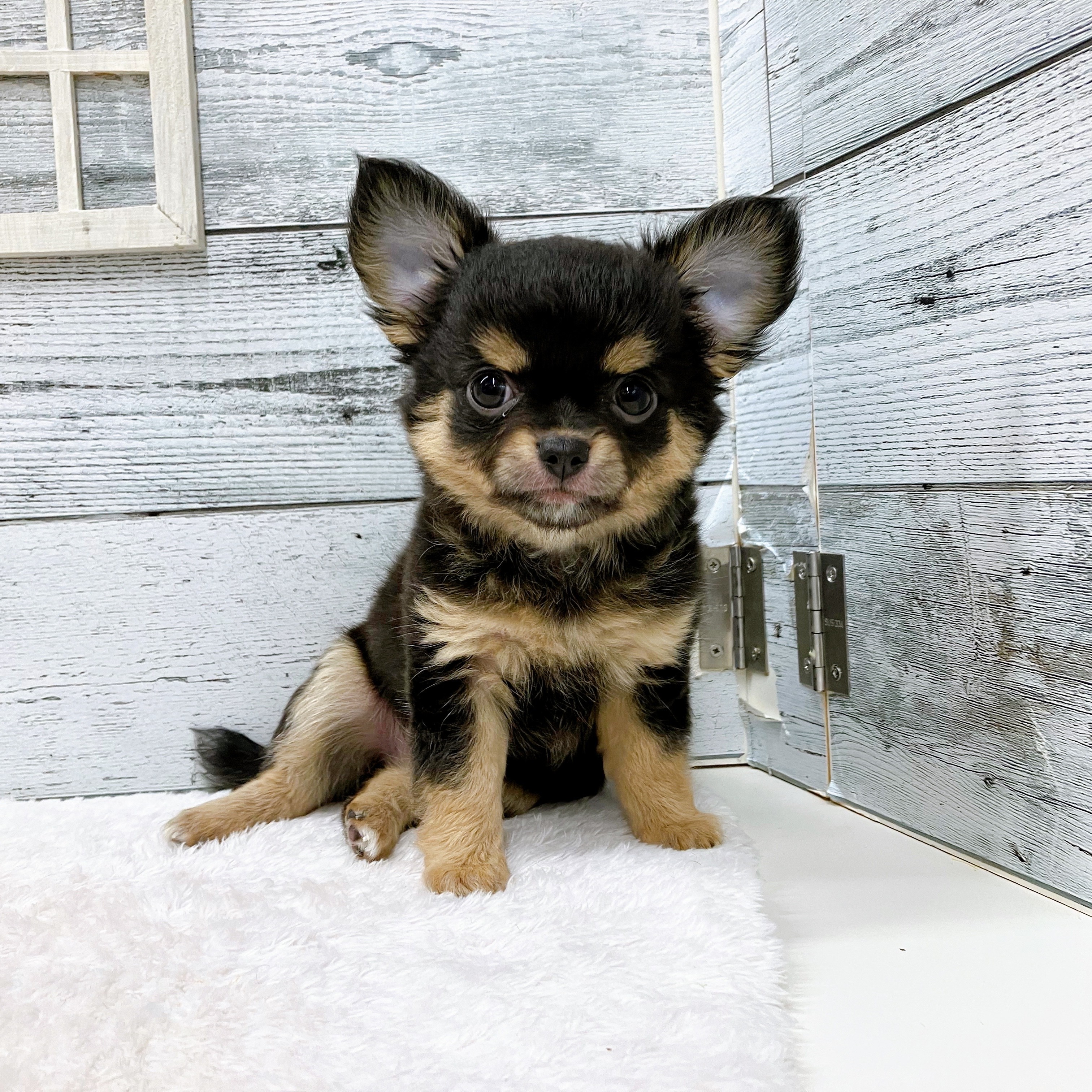 うーちゃん　手のひらペット 最近、うーちゃん太りました😭😭 犬の家 ペットショップ おこばた店