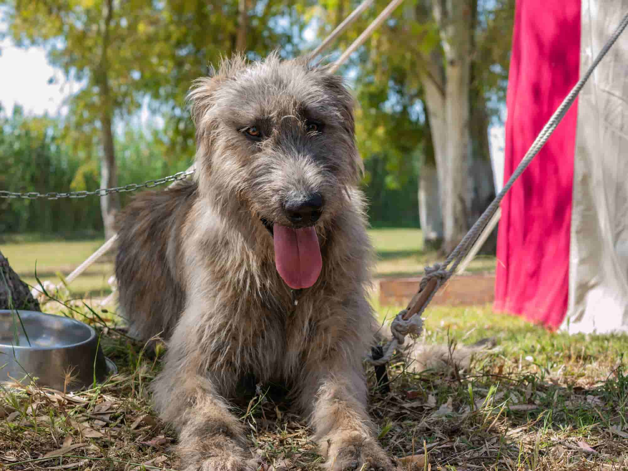 熊みたいな犬種9選！マタギ犬や超大型犬の性格について紹介します | ペットショップ 犬の家&猫の里 | 子犬だけでなく子猫の情報もたくさん