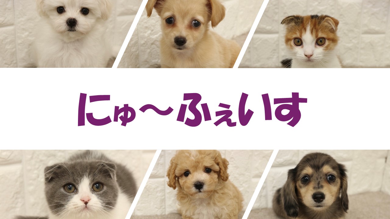 犬、猫⭐︎
ペットゲージ脱走防止屋根付き いぬ ねこ ハムスター そのほか｜フレーベル館 出版サイト