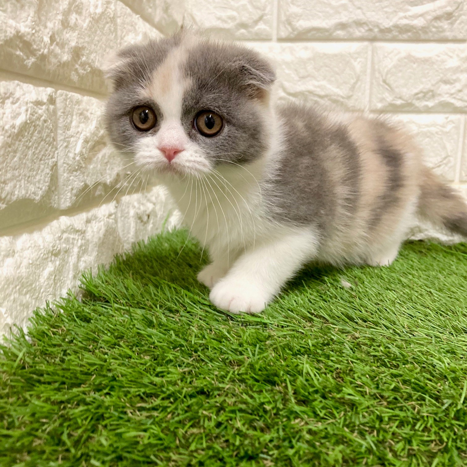 にこさんのねこさん　ティーフォーワン 楽天市場】食器 猫用 猫壱 脚付にゃにゃめフードボウル レギュラー