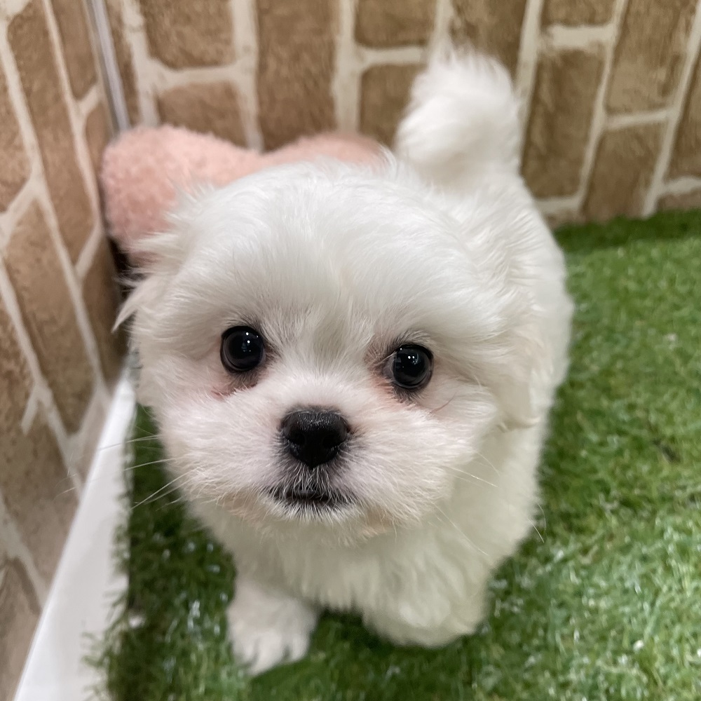 岡崎店お迎え限定！特別価格のわんちゃん達のご紹介！ | ペット