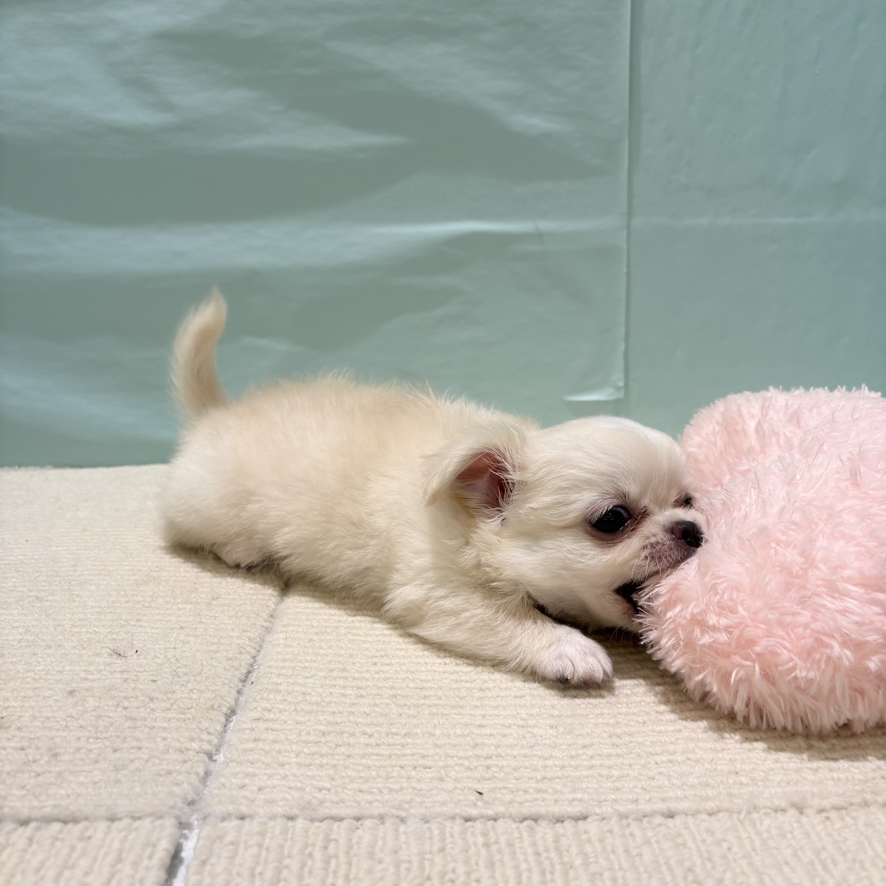くりくりおめめのチワワ君✨ 犬の家＆猫の里春日井店 | ペットショップ