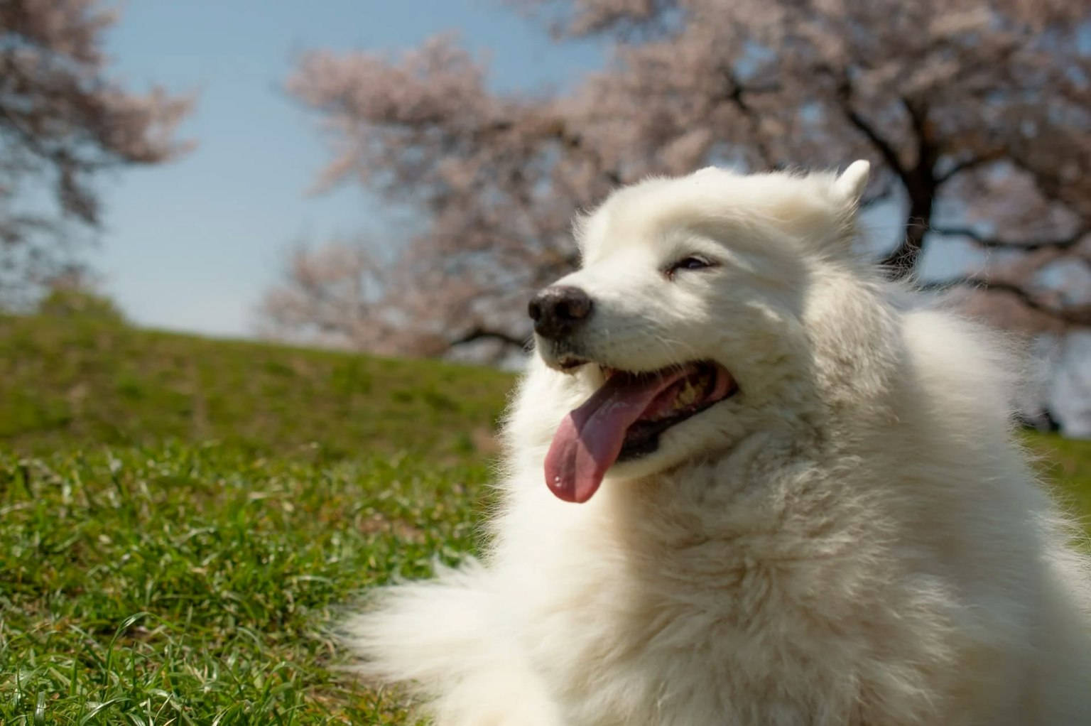 真っ白ふわふわが魅力の白い犬種7選!種類ごとの特徴と飼育のポイント | ペットショップ 犬の家&猫の里 | 子犬だけでなく子猫の情報もたくさん