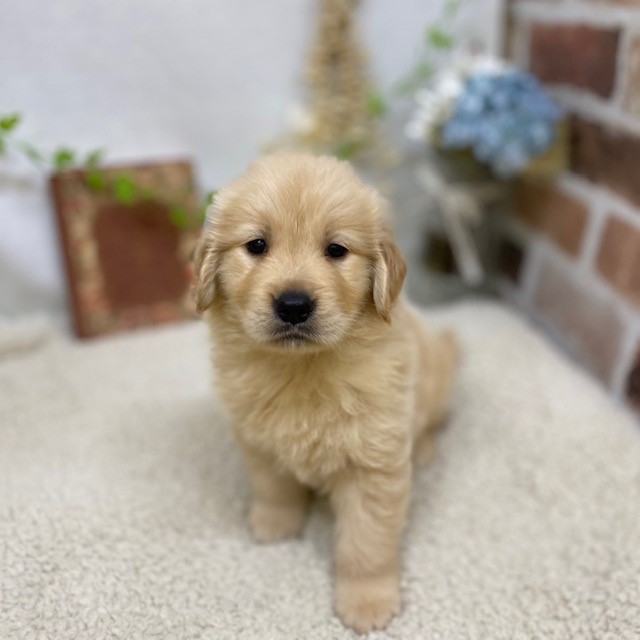 春が来た🌸ワンちゃんも来た🐶！！！ペットショップ犬の家＆猫の里藤枝