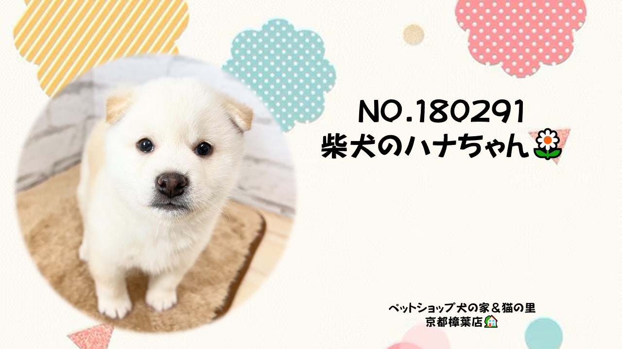 くったり柴犬 【kiyoさま専用ページ】ST.JBコンプリート くったり柴犬 【kiyoさま専用ページ】ST.JBコンプリート