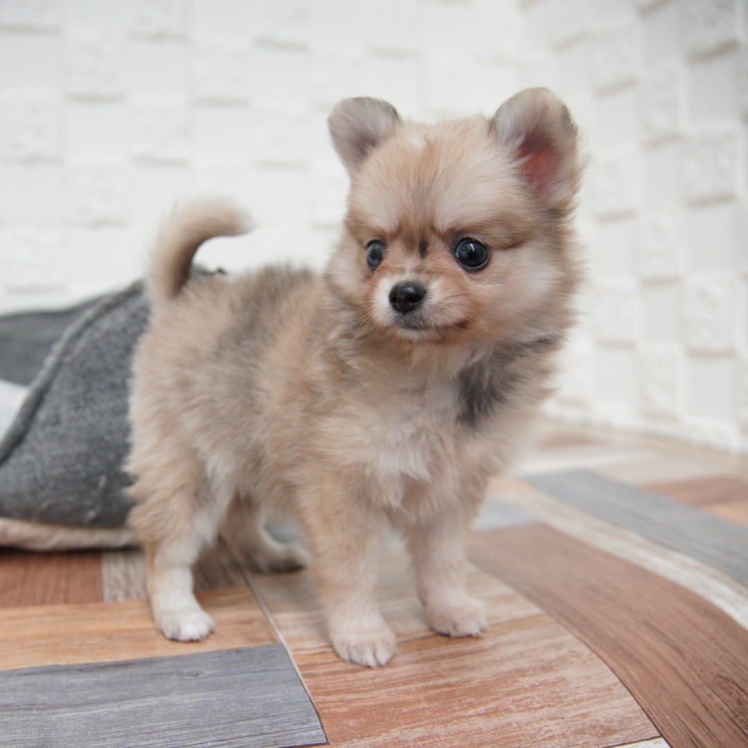 ポメ子様 豆すけ＊ちびすけ |  豆ちび🐾初のポメ会参加😆w インスタのご縁