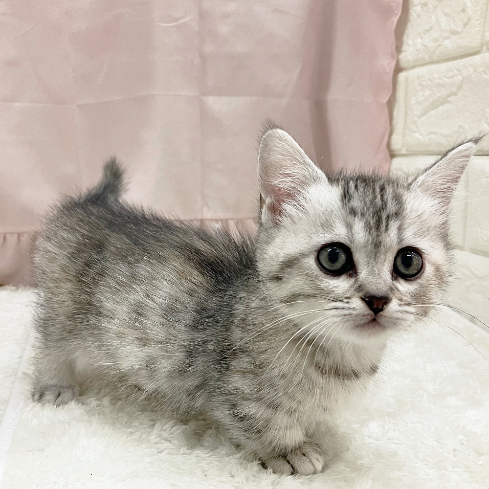 ケンネルペットヒョウ猫と犬の一般的なファッション格子縞のフォーシーズンズ一般6 New Face💕 ペットショップ犬の家猫の里アミーゴ神の倉店
