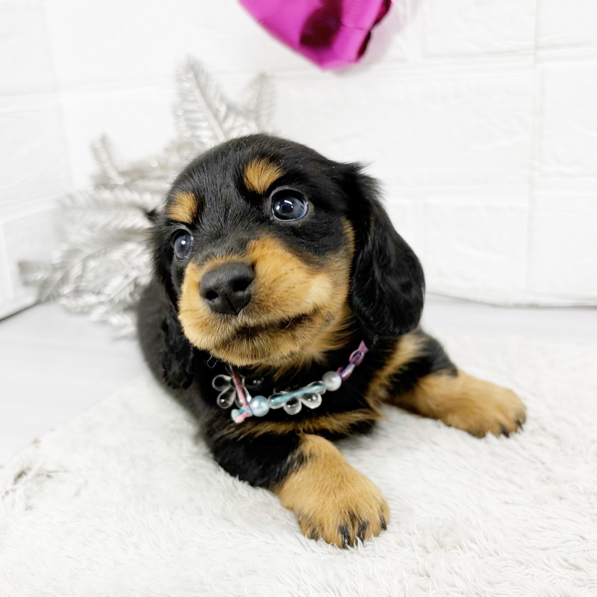 ✨✨今週の新入生さん達🐶～ぺっとなび元住吉店～😻✨✨ | ペット