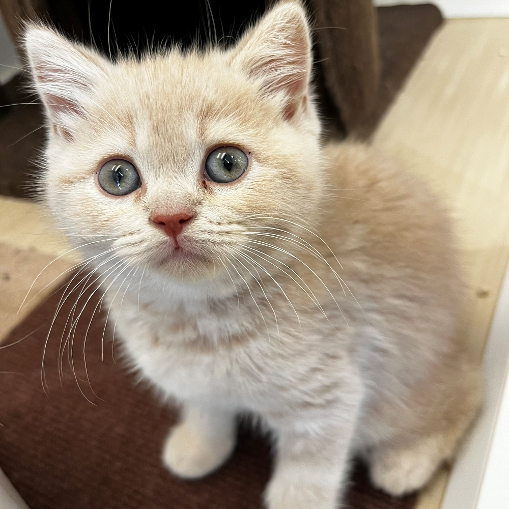 クリーム色のおまんじゅう！？目に優しいねこちゃん紹介💗ペット