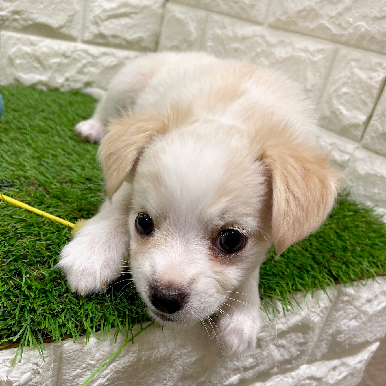 愛嬌たっぷり❤️チワパピくん🐶💕ペットショップ犬の家＆猫の里そよら 