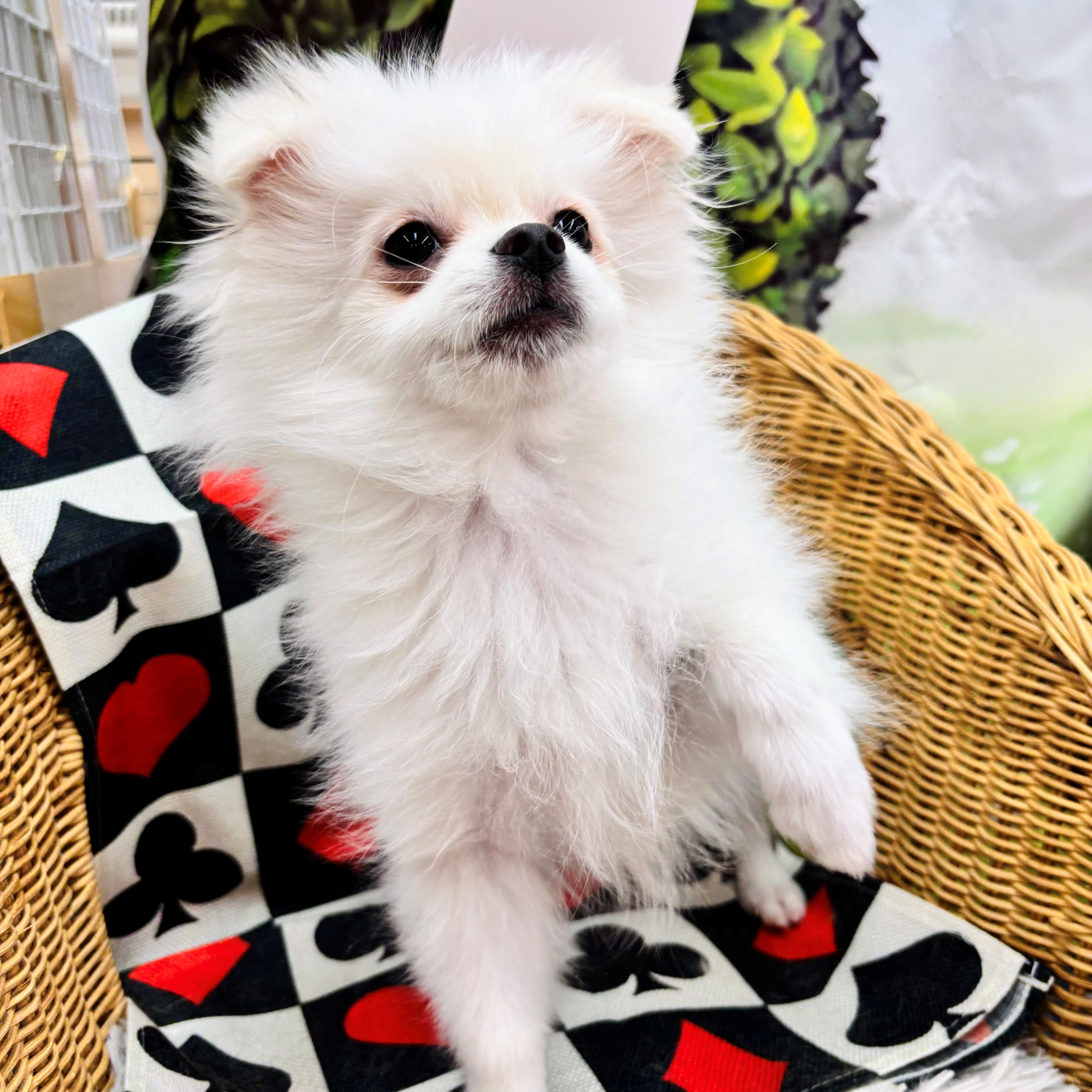 とっても可愛いマルポメくんとチワワちゃん🐶💓～ペットショップ犬の家