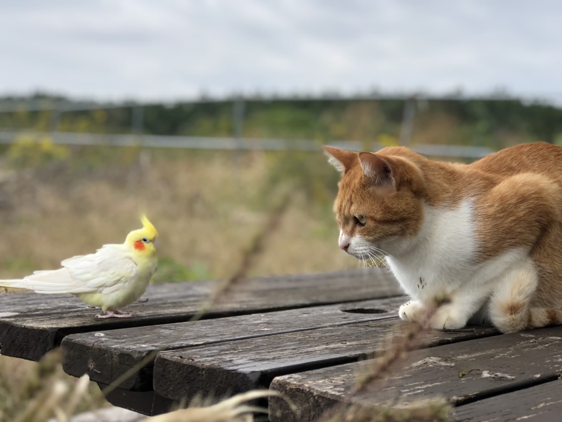 猫とインコは同居できる？一緒に飼うときに気を付けること ペットショップ 犬の家and猫の里 子犬だけでなく子猫の情報もたくさん