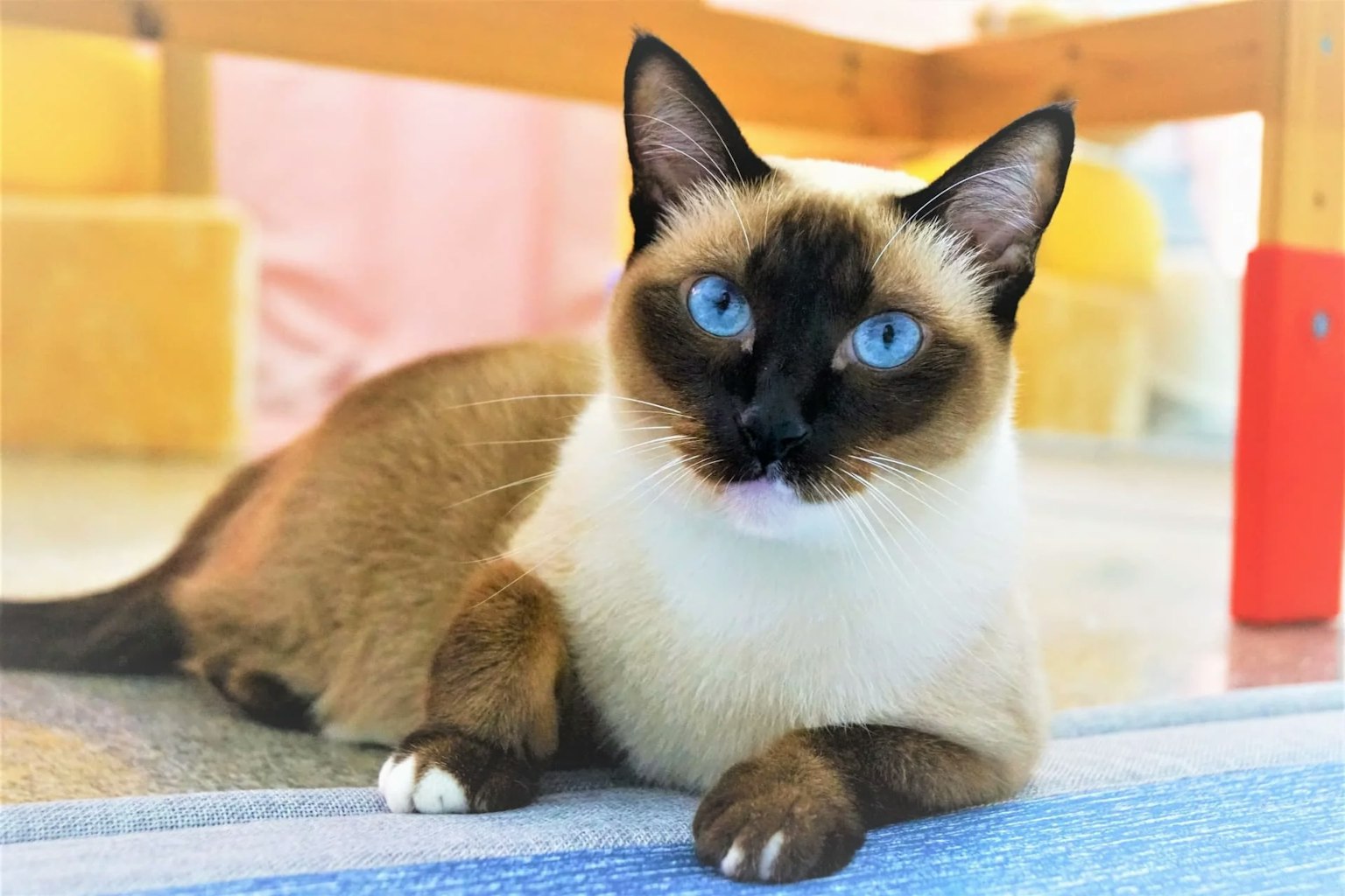 シャム猫は温度で毛色が変わる！？毛色の種類と気になる抜け毛について | ペットショップ 犬の家&猫の里 | 子犬だけでなく子猫の情報もたくさん