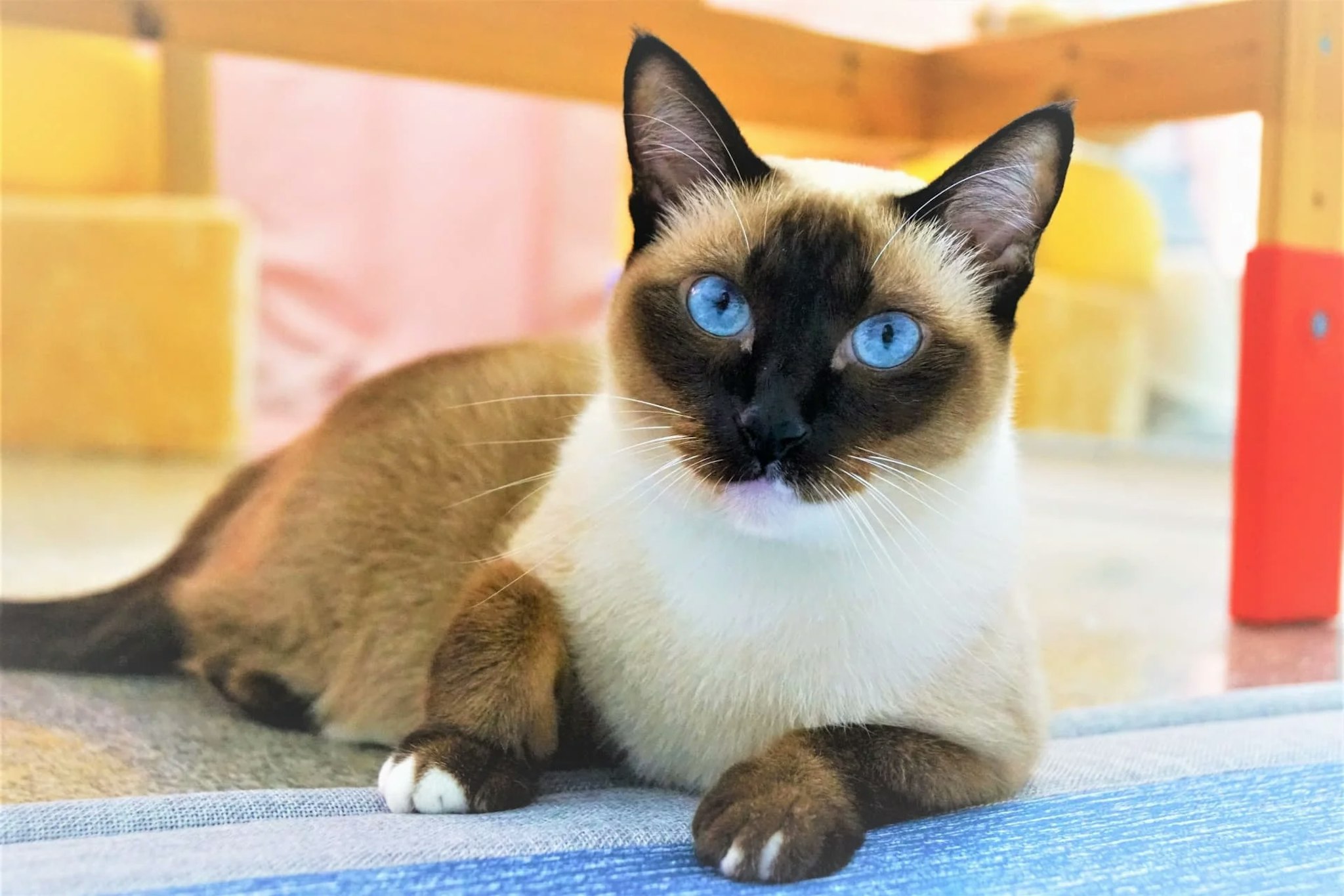 シャム猫は温度で毛色が変わる！？毛色の種類と気になる抜け毛について | ペットショップ 犬の家&猫の里 | 子犬だけでなく子猫の情報もたくさん
