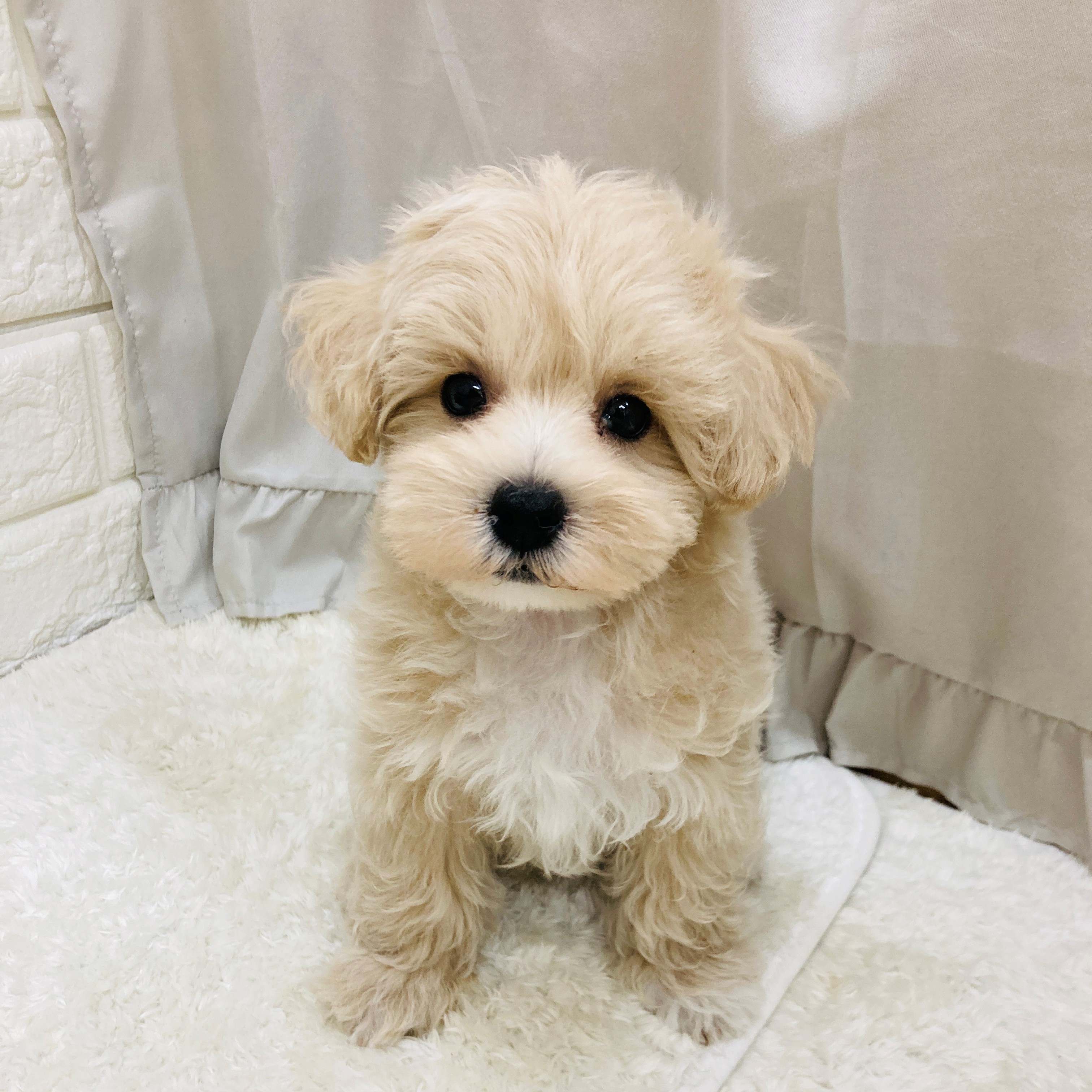 ジェネ犬　まとめ売り　その前 楽天市場】クセニアハーネス型ジャンパー：S,M,L,XLサイズ