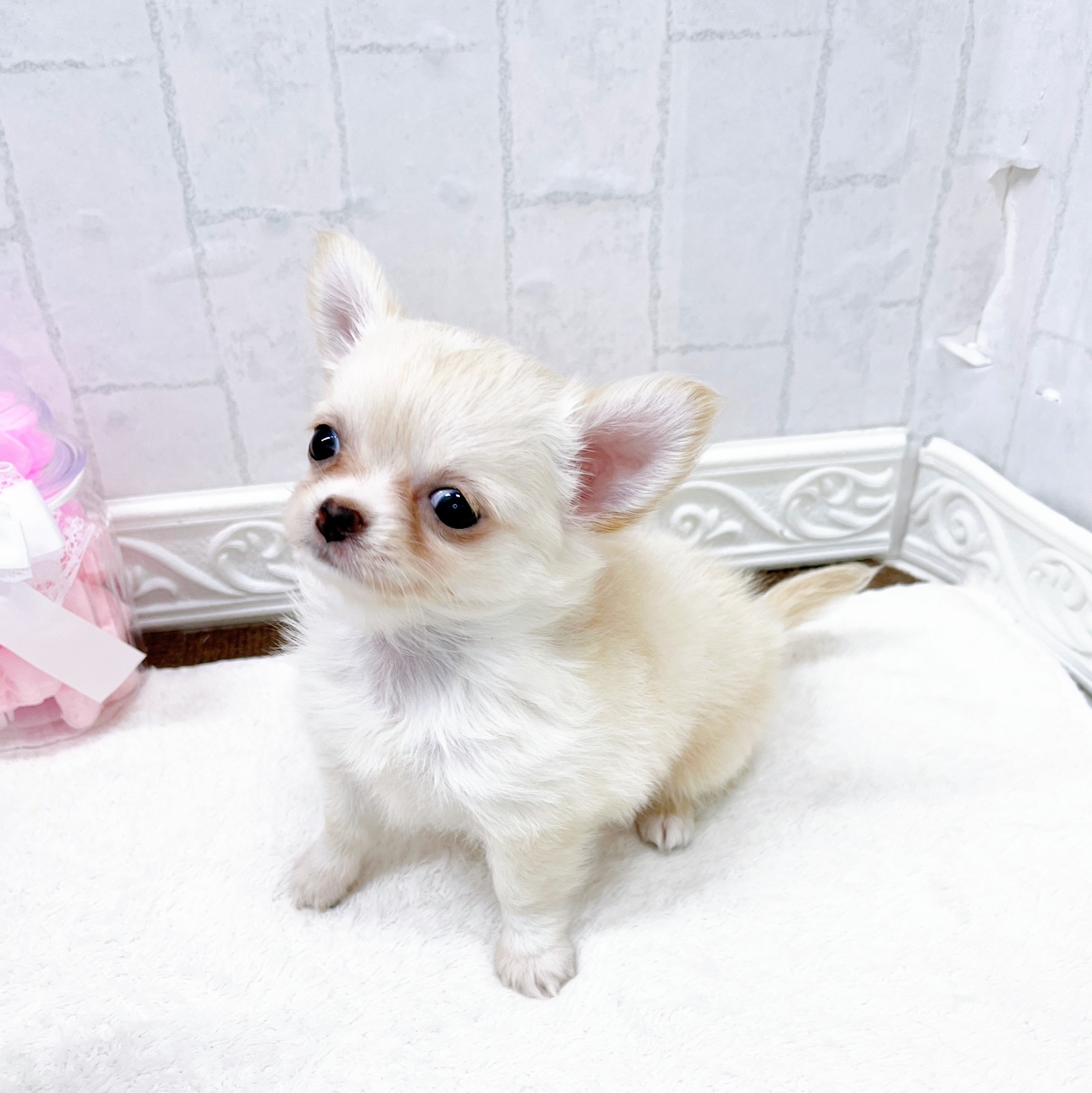 可愛すぎるチワワちゃんが仲間入り！！ | ペットショップ 犬の家&猫の