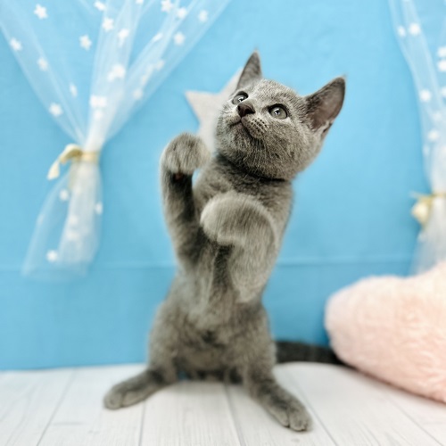 今日のわんちゃん、ねこちゃん🐶🐈～仲間入り編～【ペットショップ犬の