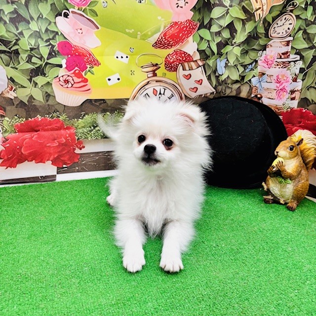 とっても可愛いマルポメくんとチワワちゃん🐶💓～ペットショップ犬の家