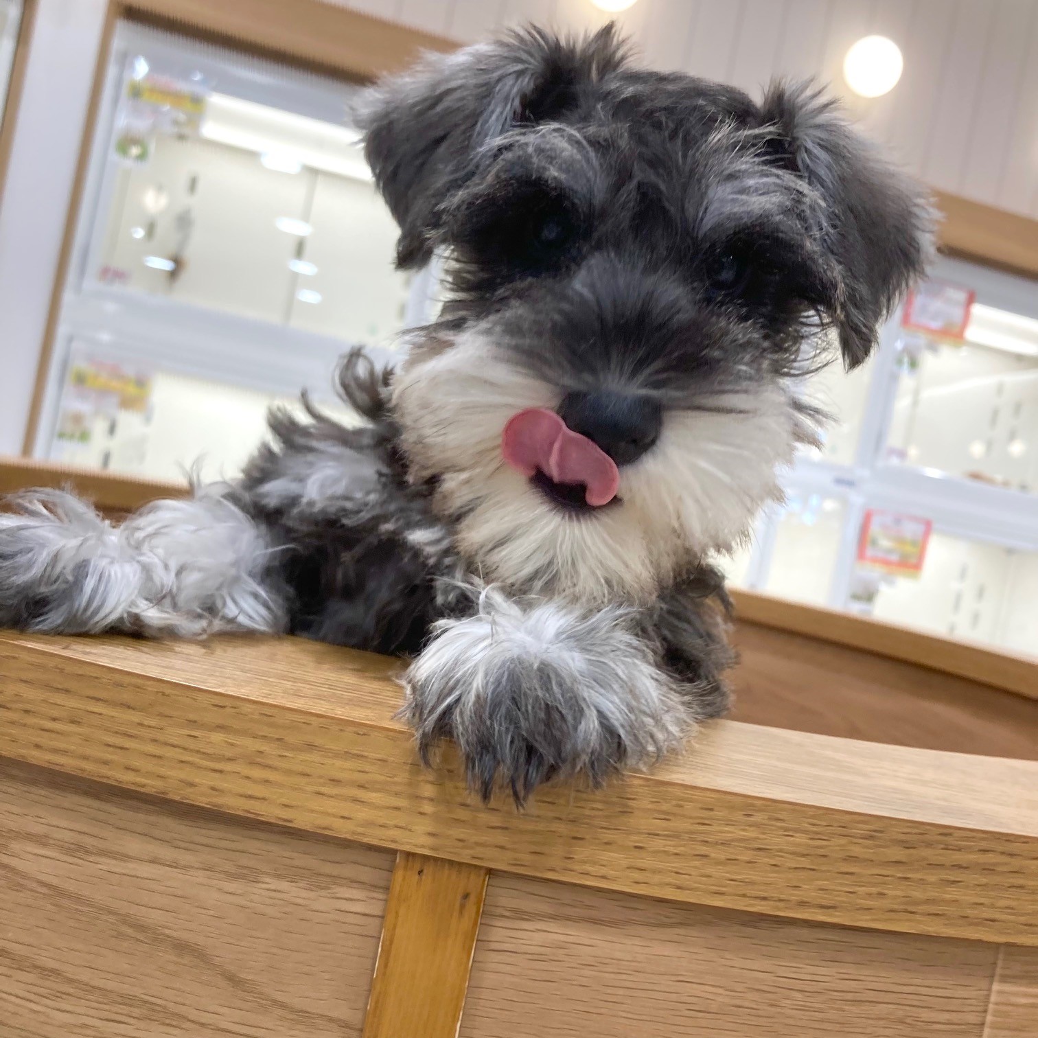 キュートな尻尾のミニチュアシュナウザーちゃん🌺👧🏻🐶ペット