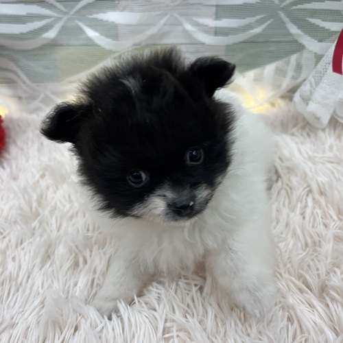 ポメちゃん紹介💗ペットショップ犬の家＆猫の里東海名和店