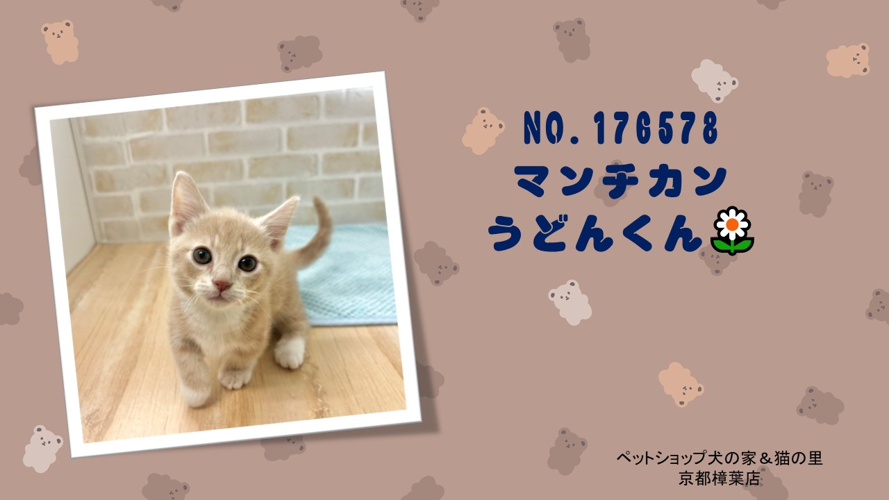 とんみ♡パリの街並みウィンドウショッピング猫ちゃん 2月22日はニャンニャンニャンの日🐈‍⬛ 愛猫に似たものを