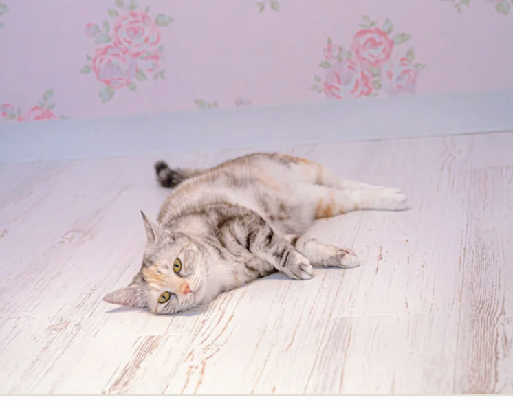 マンチカンさん専用 マンチカン(短足)の子猫を探す（45ページ目）｜子猫ブリーダーナビ