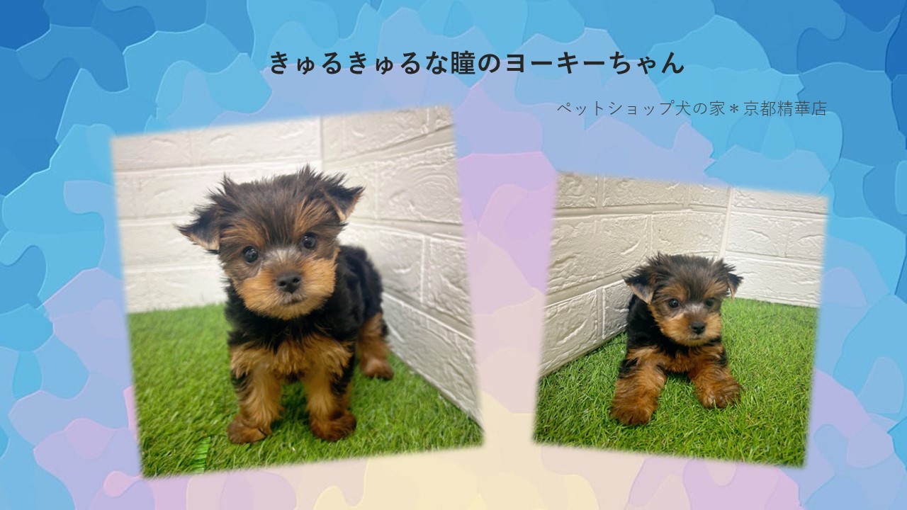 きゅるきゅるな瞳のヨーキーちゃん(^^♪ペットショップ犬の家＊京都