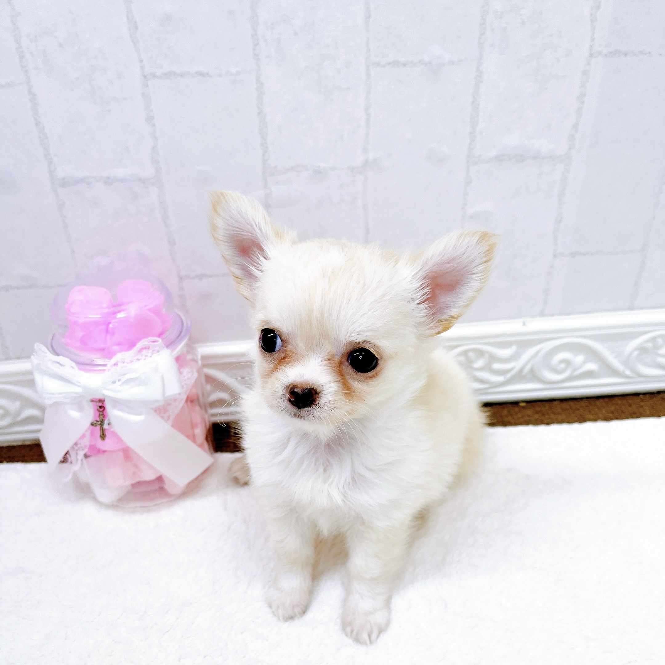 可愛すぎるチワワちゃんが仲間入り！！ | ペットショップ 犬の家&猫の