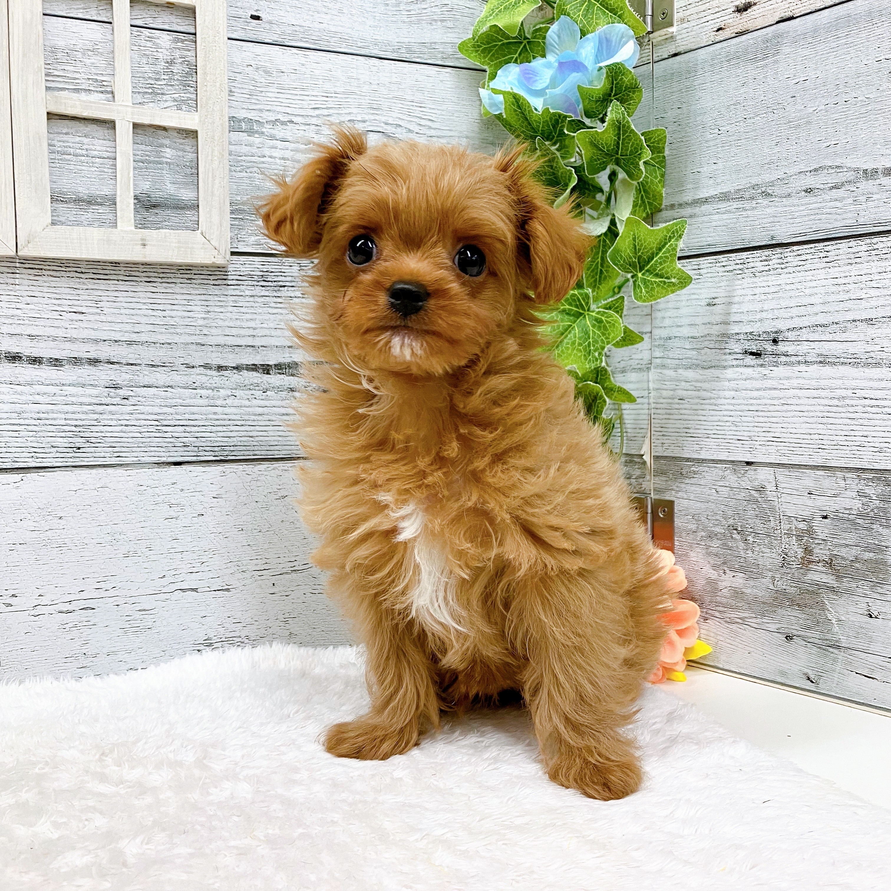 最近、うーちゃん太りました😭😭 犬の家 ペットショップ おこばた店