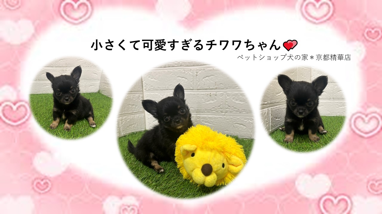 小さくて可愛すぎるチワワちゃん(^^♪ペットショップ犬の家京都精華店 | ペットショップ 犬の家&猫の里 | 子犬だけでなく子猫の情報もたくさん