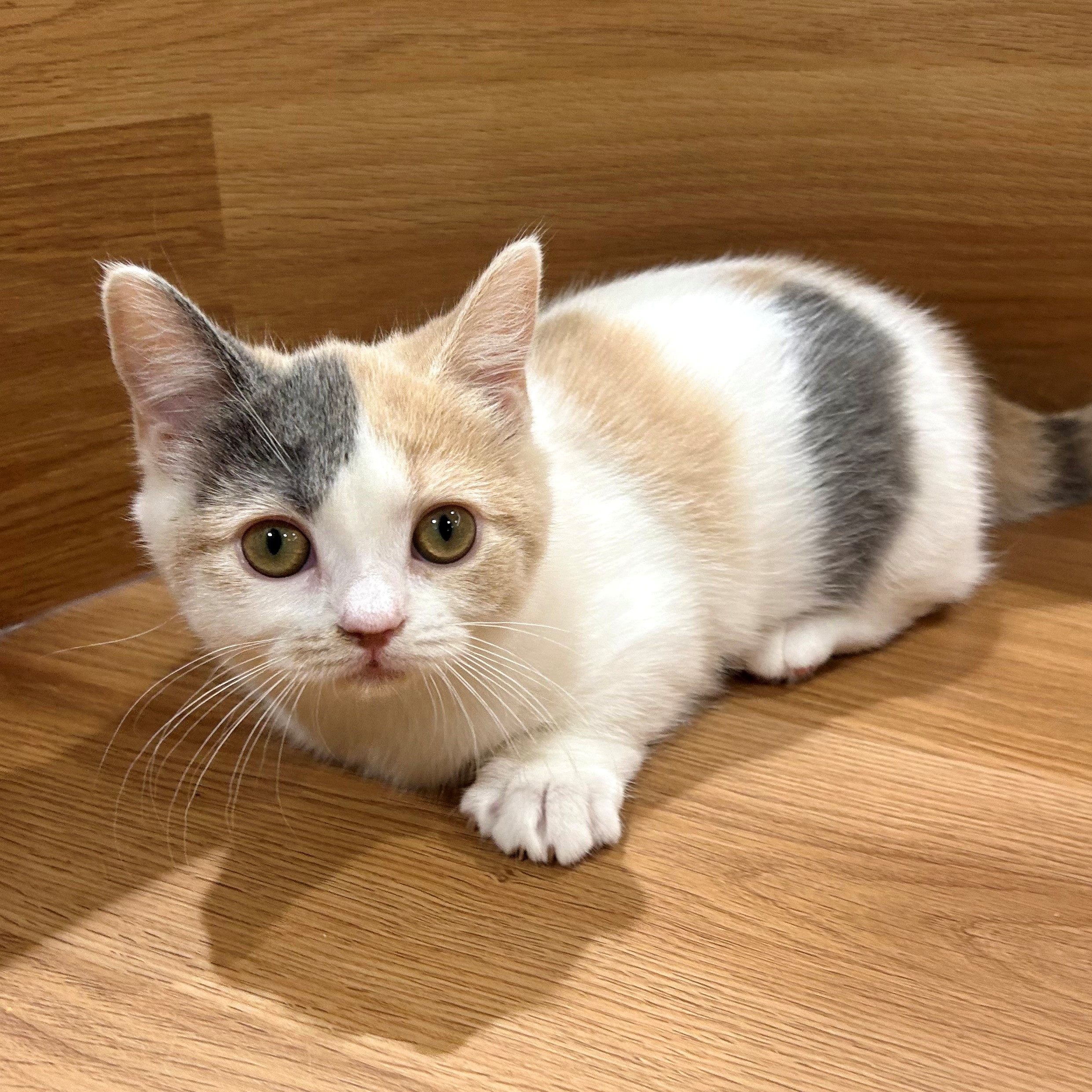 短足が可愛すぎるマンチカンちゃん💕ペットショップ犬の家＆猫の