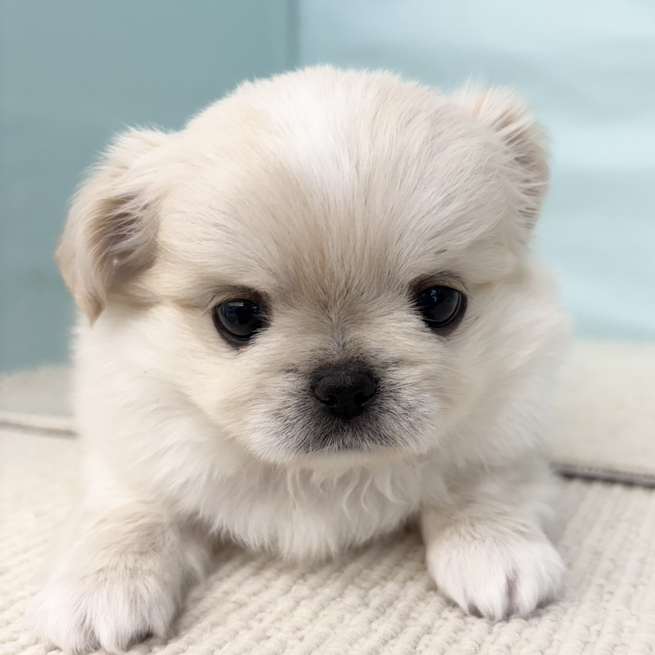 チワペキちゃん💕 ペットショップ犬の家＆猫の里春日井本店