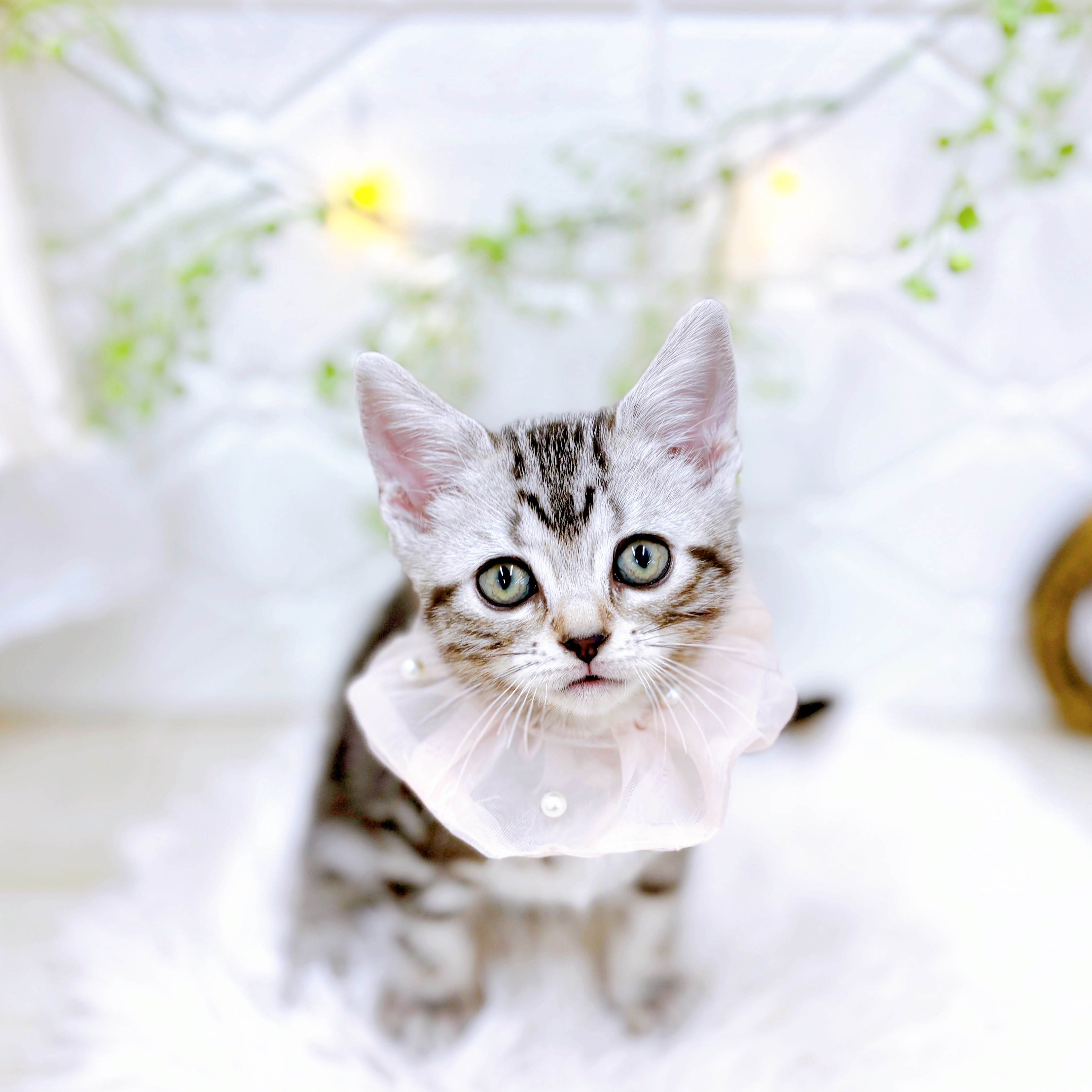 🐱ねこちゃん紹介🐱犬の家猫の里アミーゴ福井店 | ペットショップ 犬の