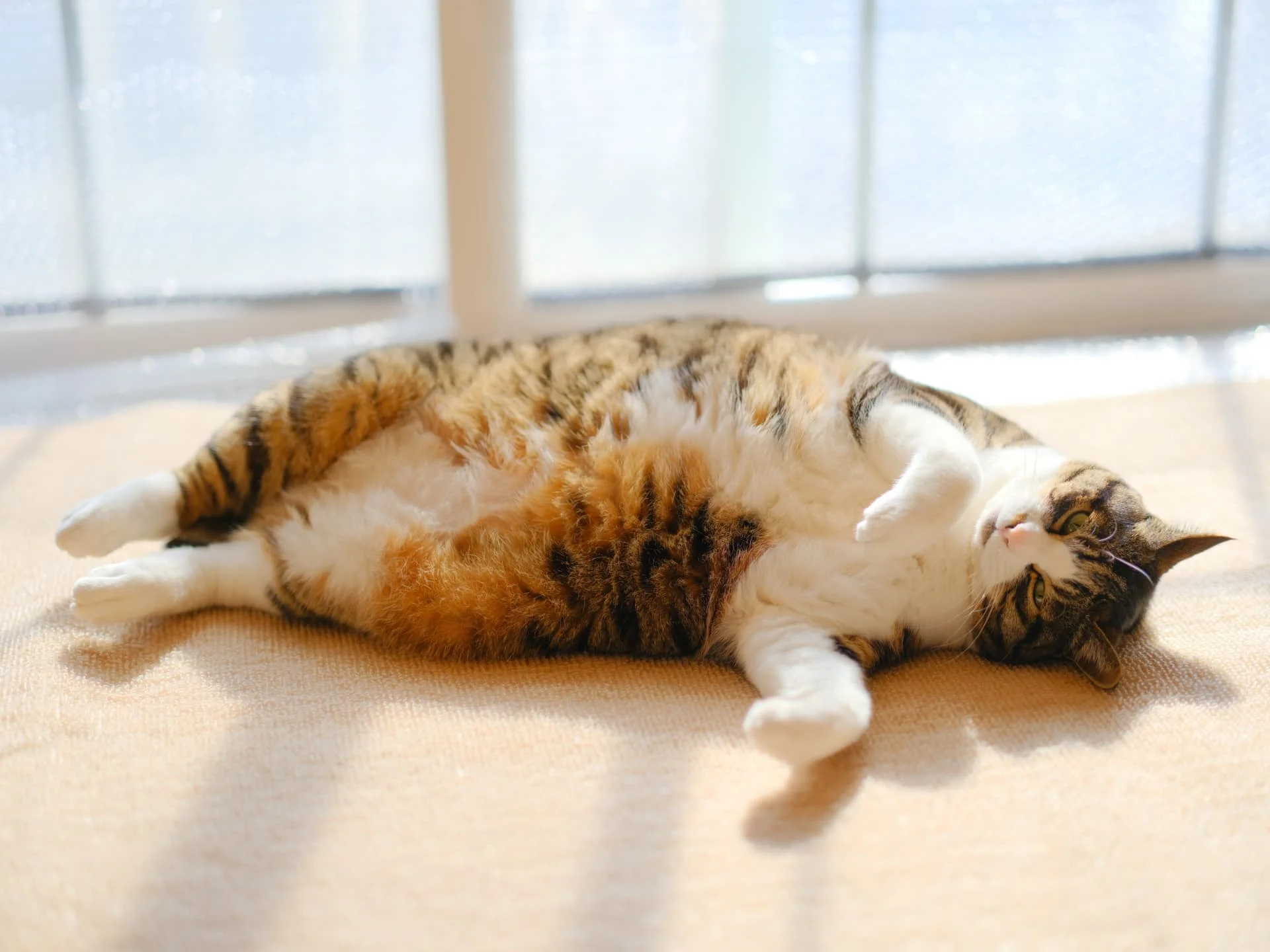 インポート・海外人気ブランド 猫柴様おまとめ5点 アクセサリー